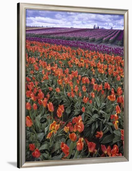 Orange and Purple Tulips, Skagit Valley, Washington, USA-Charles Crust-Framed Photographic Print