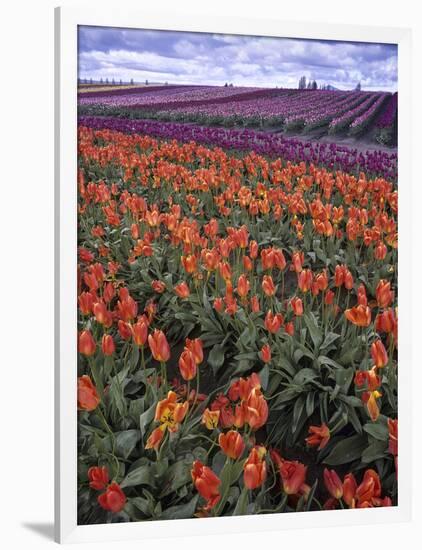 Orange and Purple Tulips, Skagit Valley, Washington, USA-Charles Crust-Framed Photographic Print