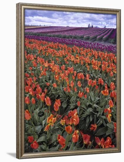 Orange and Purple Tulips, Skagit Valley, Washington, USA-Charles Crust-Framed Photographic Print