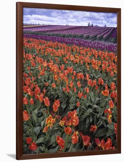 Orange and Purple Tulips, Skagit Valley, Washington, USA-Charles Crust-Framed Photographic Print