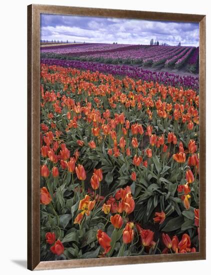 Orange and Purple Tulips, Skagit Valley, Washington, USA-Charles Crust-Framed Photographic Print