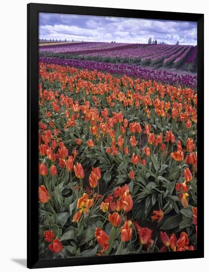 Orange and Purple Tulips, Skagit Valley, Washington, USA-Charles Crust-Framed Photographic Print