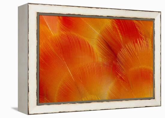 Orange and Red Breast Feathers of the Camelot Macaw-Darrell Gulin-Framed Premier Image Canvas