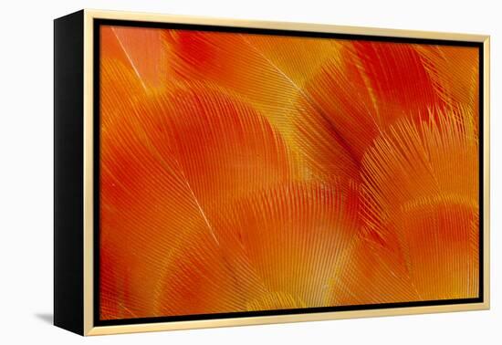 Orange and Red Breast Feathers of the Camelot Macaw-Darrell Gulin-Framed Premier Image Canvas