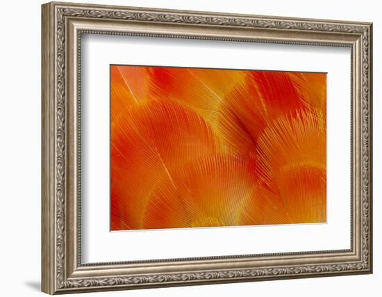 Orange and Red Breast Feathers of the Camelot Macaw-Darrell Gulin-Framed Photographic Print