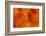 Orange and Red Breast Feathers of the Camelot Macaw-Darrell Gulin-Framed Photographic Print