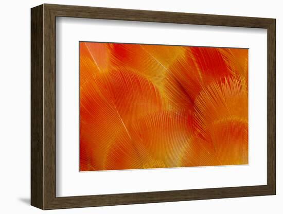 Orange and Red Breast Feathers of the Camelot Macaw-Darrell Gulin-Framed Photographic Print