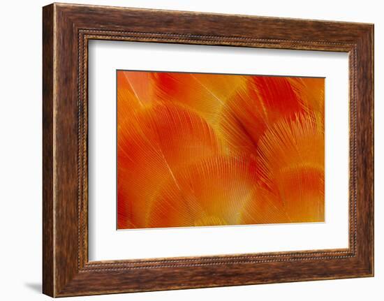 Orange and Red Breast Feathers of the Camelot Macaw-Darrell Gulin-Framed Photographic Print