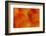 Orange and Red Breast Feathers of the Camelot Macaw-Darrell Gulin-Framed Photographic Print