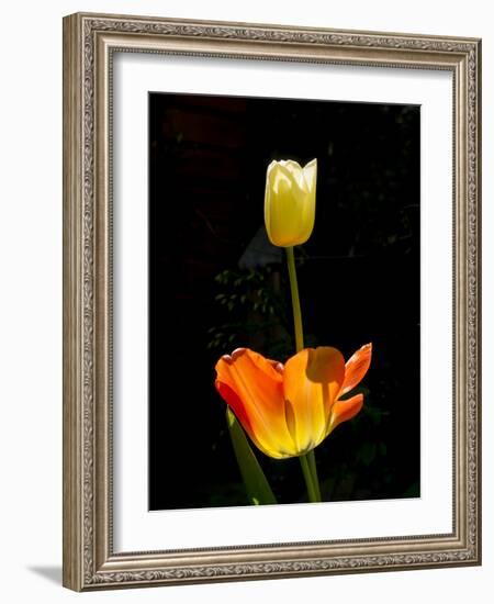 Orange And White Tulips-Charles Bowman-Framed Photographic Print