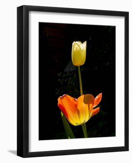 Orange And White Tulips-Charles Bowman-Framed Photographic Print