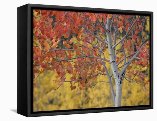 Orange and Yellow Aspen Leaves, White River National Forest, Colorado, United States of America-James Hager-Framed Premier Image Canvas