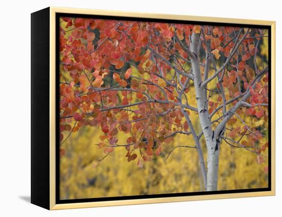 Orange and Yellow Aspen Leaves, White River National Forest, Colorado, United States of America-James Hager-Framed Premier Image Canvas