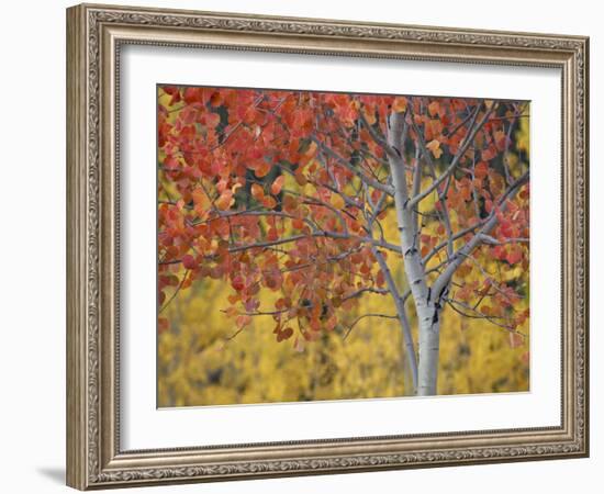 Orange and Yellow Aspen Leaves, White River National Forest, Colorado, United States of America-James Hager-Framed Photographic Print