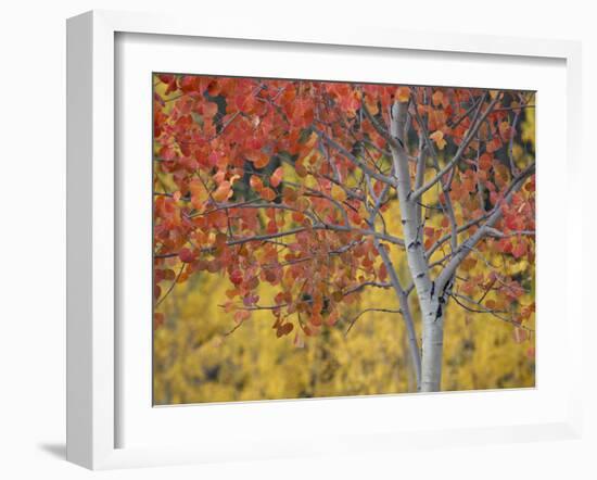 Orange and Yellow Aspen Leaves, White River National Forest, Colorado, United States of America-James Hager-Framed Photographic Print