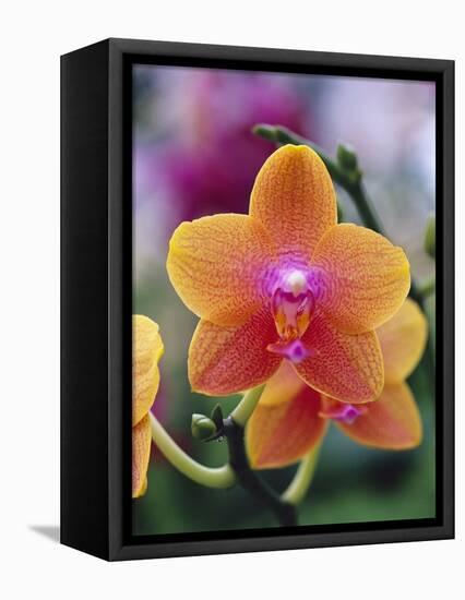 Orange and Yellow Orchid-Darrell Gulin-Framed Premier Image Canvas