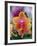 Orange and Yellow Orchid-Darrell Gulin-Framed Photographic Print