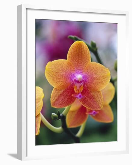 Orange and Yellow Orchid-Darrell Gulin-Framed Photographic Print