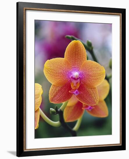 Orange and Yellow Orchid-Darrell Gulin-Framed Photographic Print