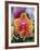 Orange and Yellow Orchid-Darrell Gulin-Framed Photographic Print