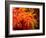 Orange Anemone, Ito Sea-Charles Glover-Framed Art Print