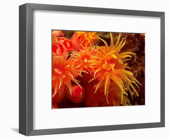 Orange Anemone, Ito Sea-Charles Glover-Framed Art Print