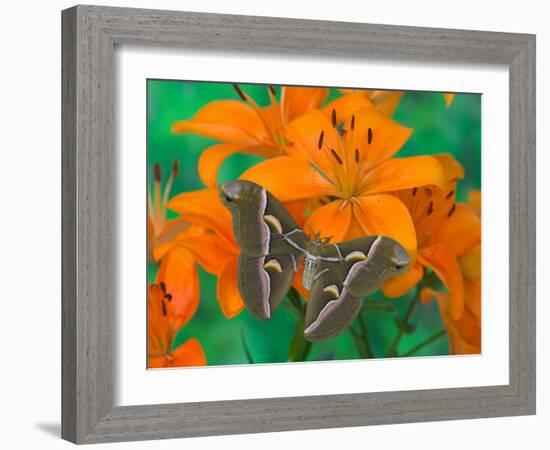 Orange Asiatic Lily and Silk Moth Samia Cynthia, Sammamish, Washington, USA-Darrell Gulin-Framed Photographic Print