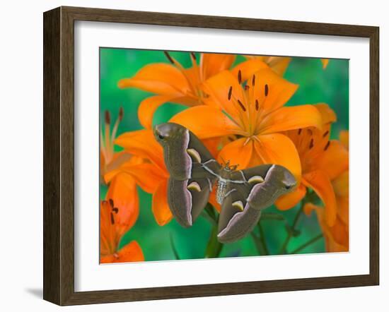 Orange Asiatic Lily and Silk Moth Samia Cynthia, Sammamish, Washington, USA-Darrell Gulin-Framed Photographic Print