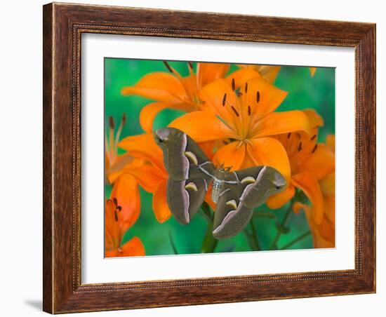 Orange Asiatic Lily and Silk Moth Samia Cynthia, Sammamish, Washington, USA-Darrell Gulin-Framed Photographic Print