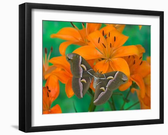 Orange Asiatic Lily and Silk Moth Samia Cynthia, Sammamish, Washington, USA-Darrell Gulin-Framed Photographic Print