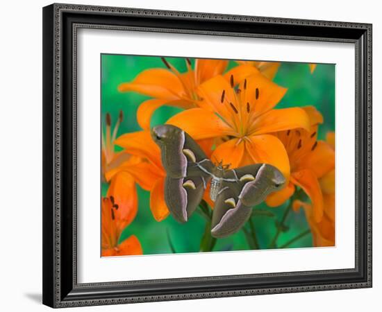 Orange Asiatic Lily and Silk Moth Samia Cynthia, Sammamish, Washington, USA-Darrell Gulin-Framed Photographic Print