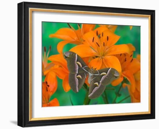 Orange Asiatic Lily and Silk Moth Samia Cynthia, Sammamish, Washington, USA-Darrell Gulin-Framed Photographic Print