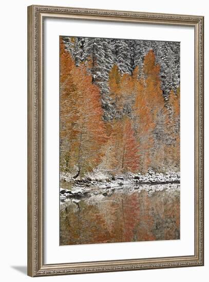 Orange Aspens in the Fall Among Evergreens Covered with Snow at a Lake-James Hager-Framed Photographic Print