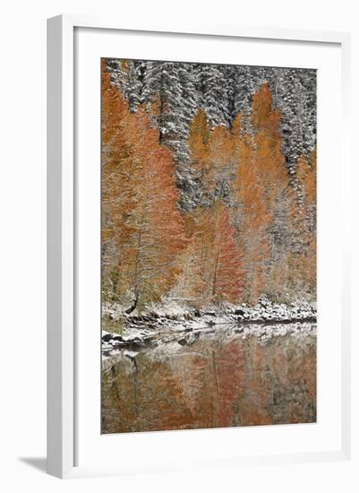 Orange Aspens in the Fall Among Evergreens Covered with Snow at a Lake-James Hager-Framed Photographic Print