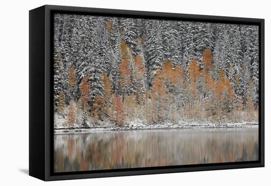 Orange Aspens in the Fall Among Evergreens Covered with Snow at a Lake-James Hager-Framed Premier Image Canvas