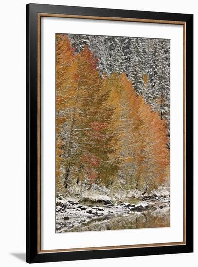 Orange Aspens in the Fall Among Evergreens Covered with Snow at a Lake-James Hager-Framed Photographic Print