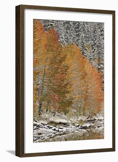 Orange Aspens in the Fall Among Evergreens Covered with Snow at a Lake-James Hager-Framed Photographic Print