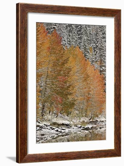 Orange Aspens in the Fall Among Evergreens Covered with Snow at a Lake-James Hager-Framed Photographic Print