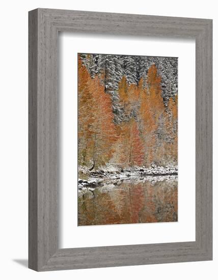 Orange Aspens in the Fall Among Evergreens Covered with Snow at a Lake-James Hager-Framed Photographic Print