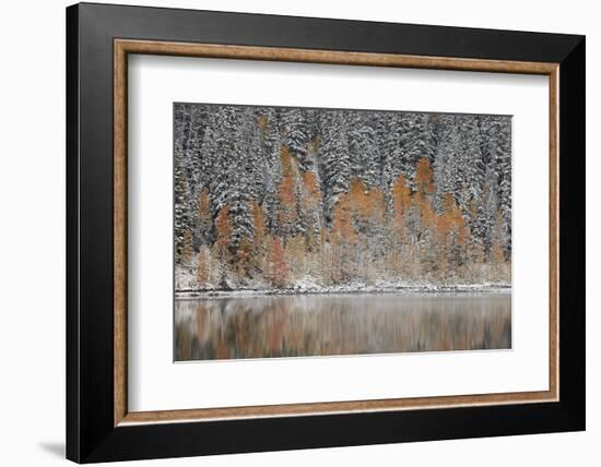 Orange Aspens in the Fall Among Evergreens Covered with Snow at a Lake-James Hager-Framed Photographic Print