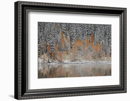 Orange Aspens in the Fall Among Evergreens Covered with Snow at a Lake-James Hager-Framed Photographic Print