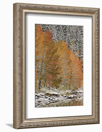 Orange Aspens in the Fall Among Evergreens Covered with Snow at a Lake-James Hager-Framed Photographic Print