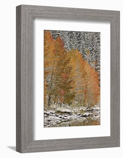 Orange Aspens in the Fall Among Evergreens Covered with Snow at a Lake-James Hager-Framed Photographic Print