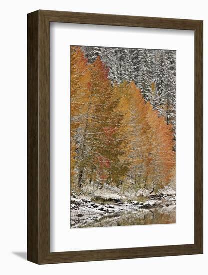 Orange Aspens in the Fall Among Evergreens Covered with Snow at a Lake-James Hager-Framed Photographic Print