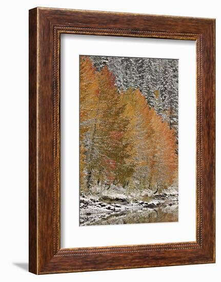 Orange Aspens in the Fall Among Evergreens Covered with Snow at a Lake-James Hager-Framed Photographic Print