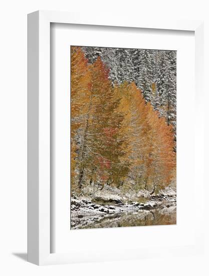 Orange Aspens in the Fall Among Evergreens Covered with Snow at a Lake-James Hager-Framed Photographic Print