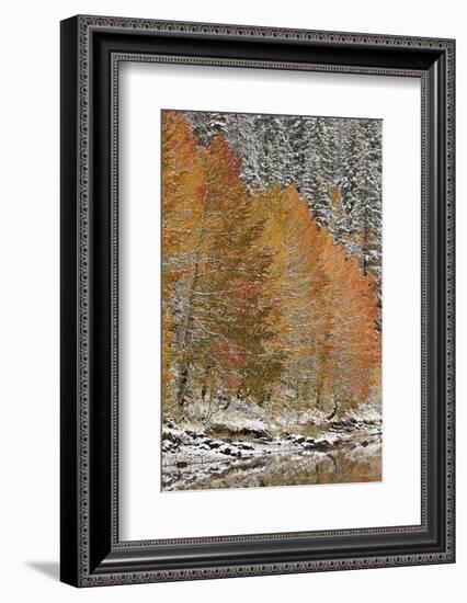 Orange Aspens in the Fall Among Evergreens Covered with Snow at a Lake-James Hager-Framed Photographic Print