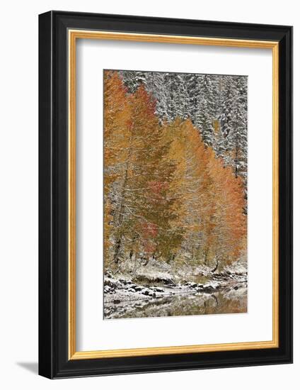 Orange Aspens in the Fall Among Evergreens Covered with Snow at a Lake-James Hager-Framed Photographic Print