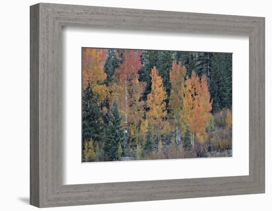 Orange Aspens in the Fall-James Hager-Framed Photographic Print