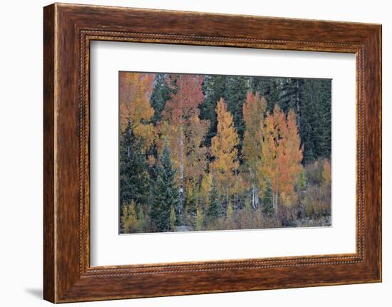 Orange Aspens in the Fall-James Hager-Framed Photographic Print